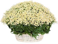 Цветочная композиция из Ромашки в корзине #REPLACE_PRED# Ульяновке Ставропольского края